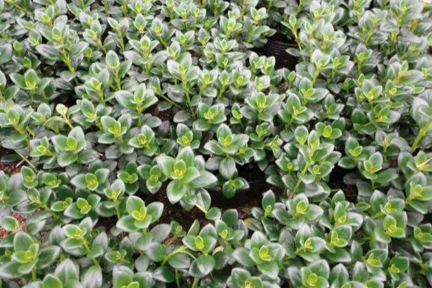 养吊兰的所有问题,吊兰为什么养一段就不茂盛了