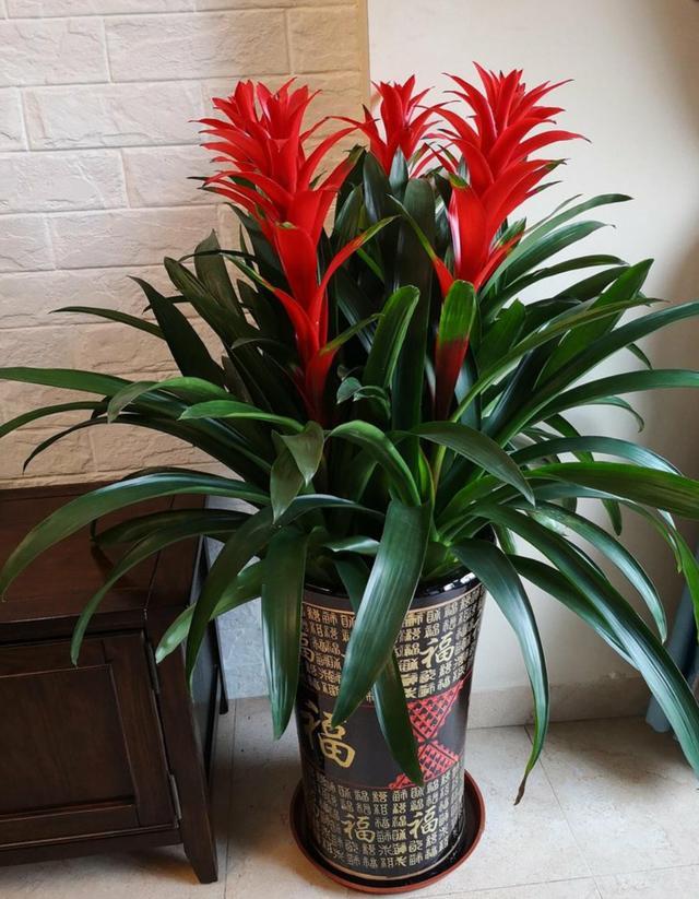 养花选这12种吉祥花,6种吉利花养在客厅最适合