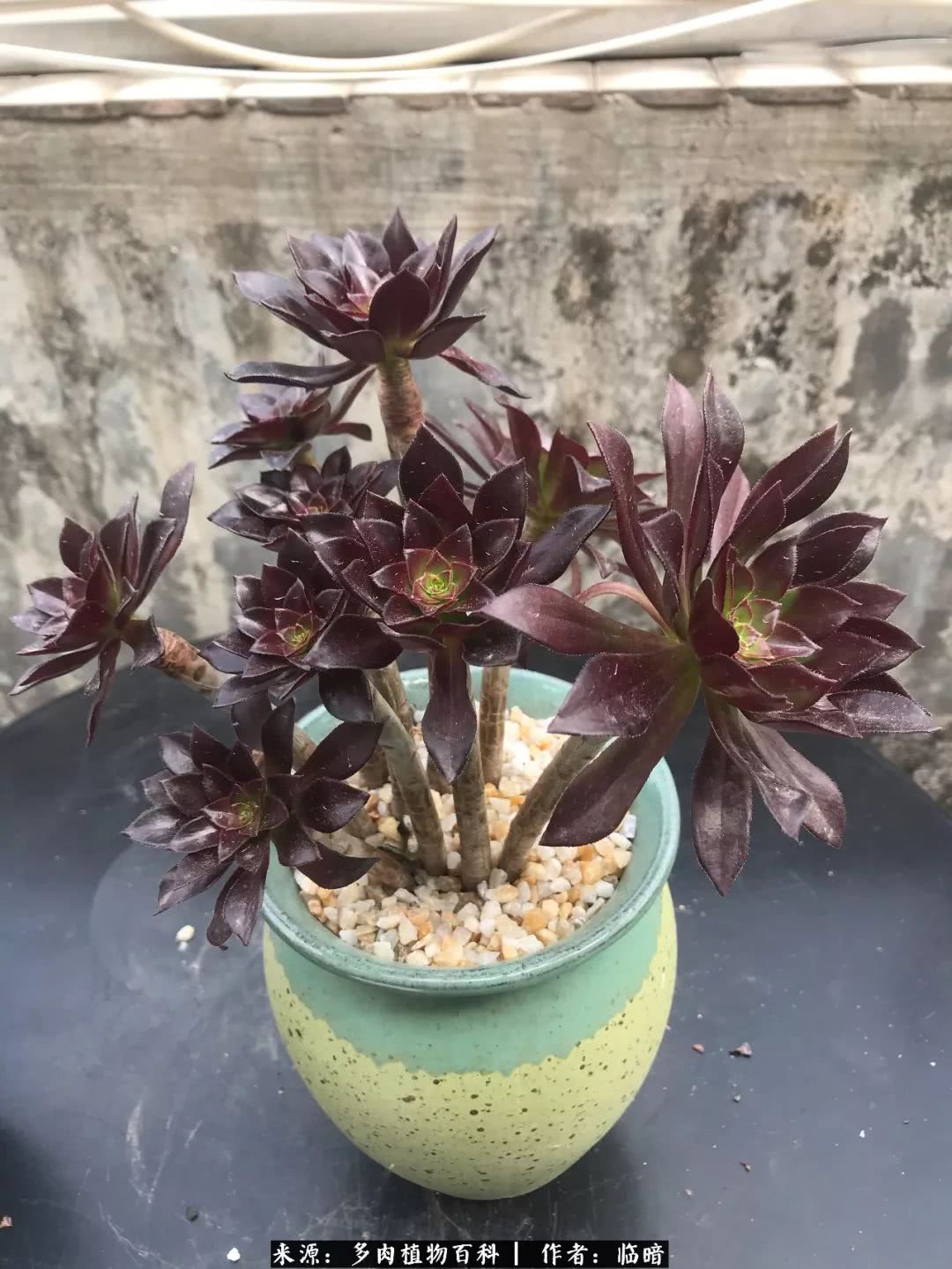 多肉带给我的感情,多肉给人们带什么作用