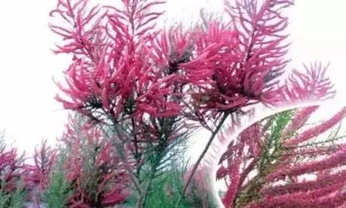 全国56个城市的市花,全国56个城市市花一览