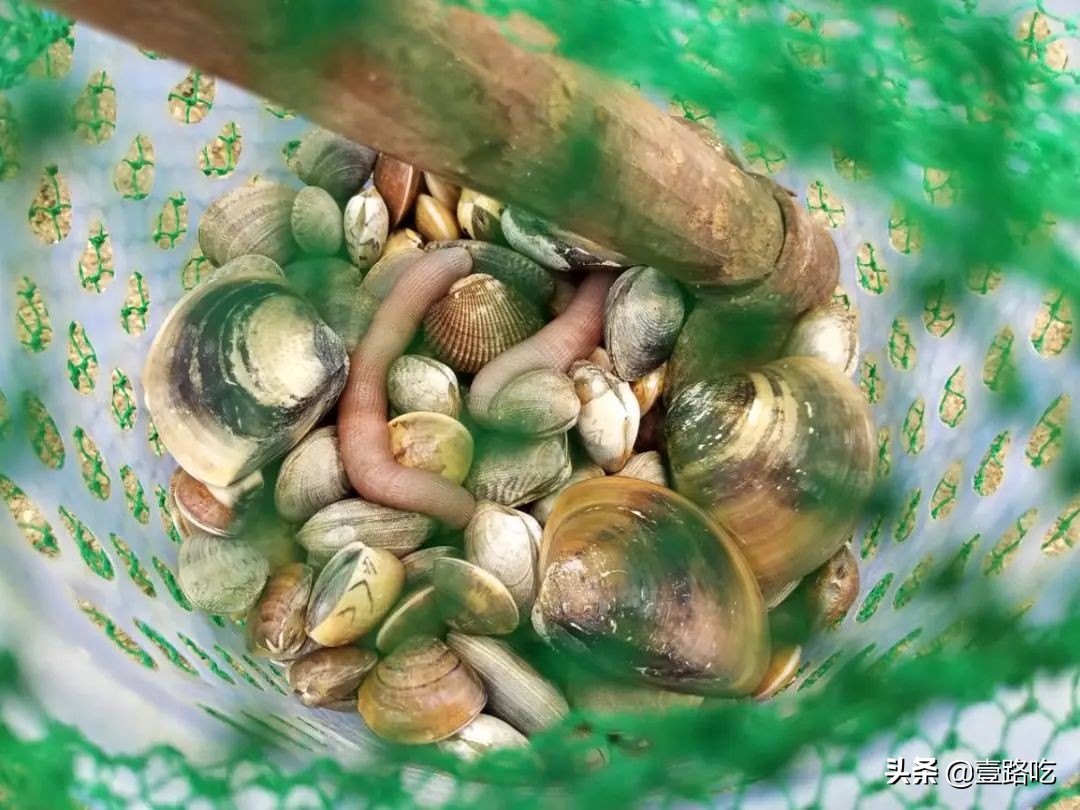 北海|报告!没遇到传销组织,只有吃不尽的海鲜美食