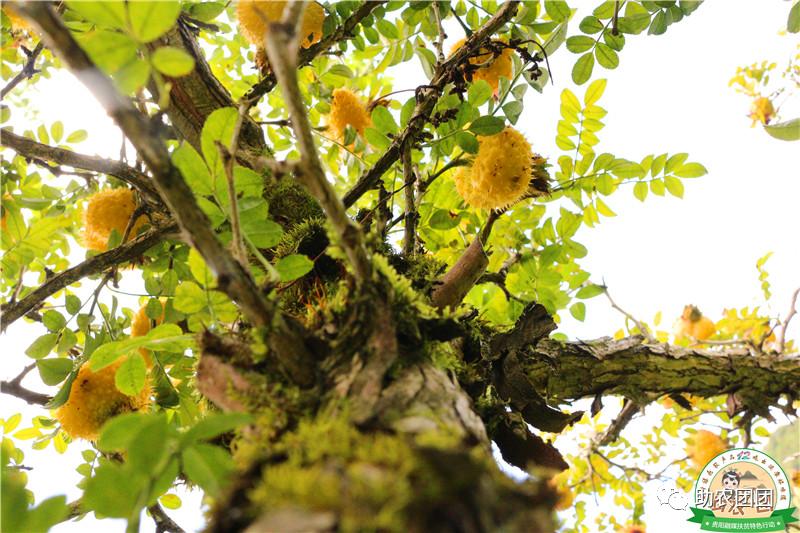 刺梨功能营养饮料,助农团团营养餐
