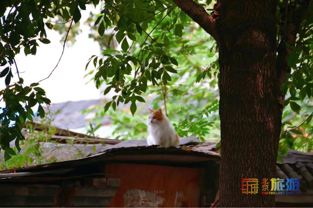 北京藏着一座神秘地下城,北京老城里竟藏着这么多古迹