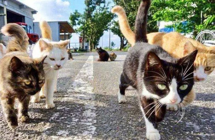 为什么猫咪在发情期间喜欢到处乱尿，并且气味比平时的尿液难闻？