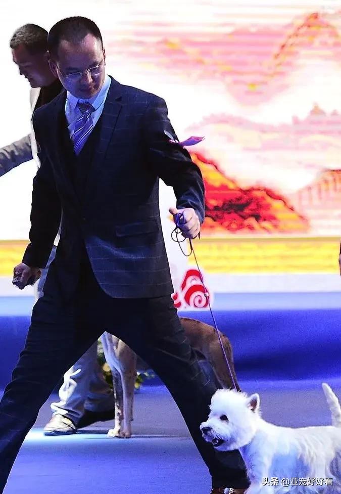 听话的店狗能带来多少生意！如何用“训练”改变活体销售困局