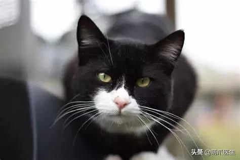 中华田园猫就是叫土猫？论给猫起名，古人可比我们强多了