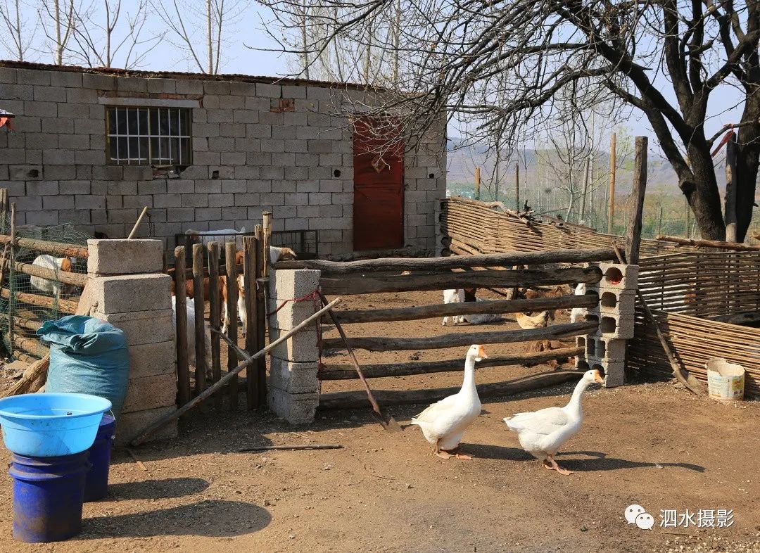 泗张王家庄民俗,泗水泗张王家庄