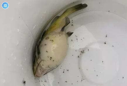 什么原因导致黄骨鱼腹水,黄颡鱼腹水症状
