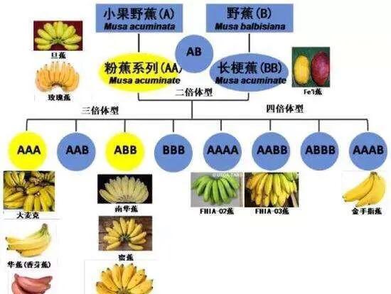 香蕉的种子科普视频,香蕉科普