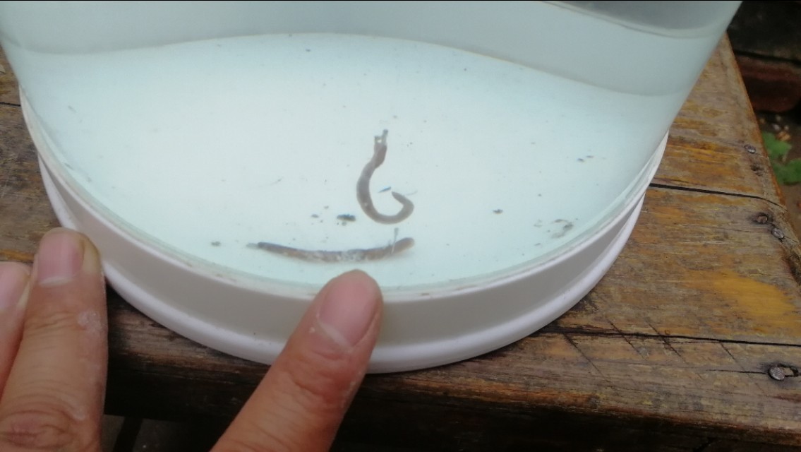 重钩调漂的正确步骤,带钩调漂需要知道钩重和饵重吗