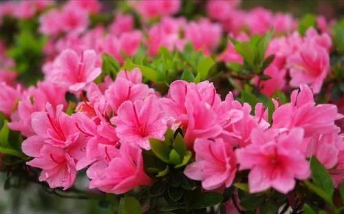 泣血杜鹃,泣血杜鹃歌曲