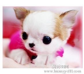 茶杯犬多少一只,茶杯图片分享