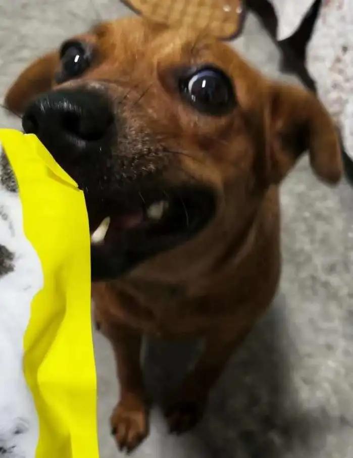 土狗对土主人忠诚吗,土狗vs洋狗