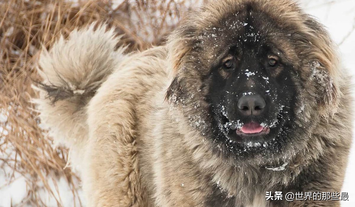 十种能对抗老虎的猛犬,几只猛犬能打败一只老虎