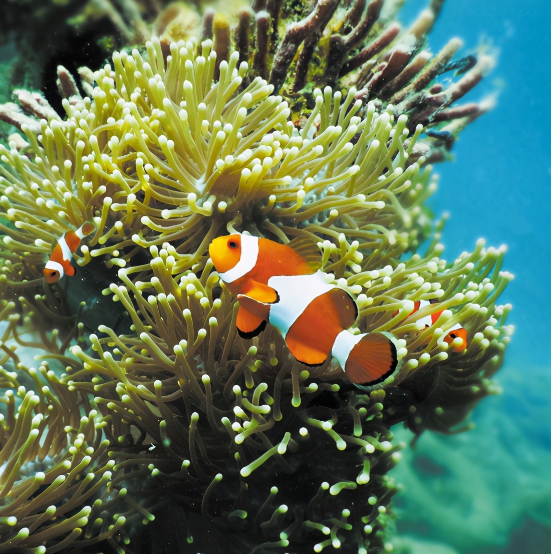 马尔代夫鹦鹉螺岛nautilus,鹦鹉螺马尔代夫活动