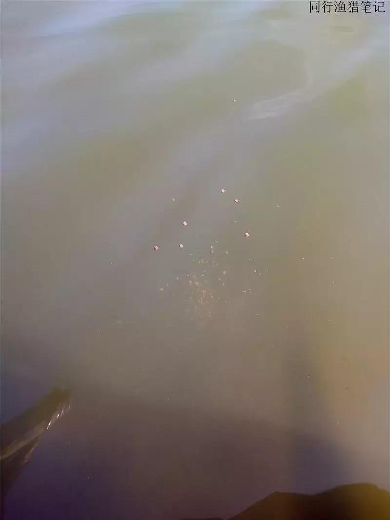 钓鱼日记第19天,钓鱼游钓日记100篇