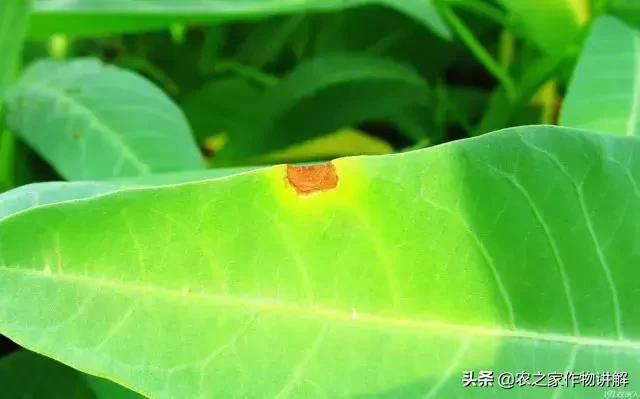 有图有真相史上最全芹菜病害,空心菜病虫害图谱手册