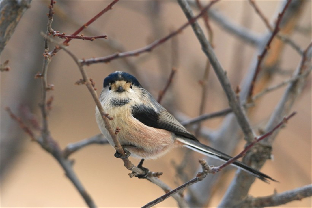 因为太萌差点成为“国鸟”的小肥啾:美丽在可爱面前一无是处