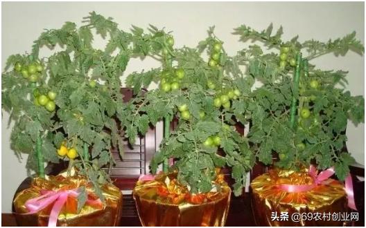 在农村创业九大赚钱项目,农村创业十大赚钱项目