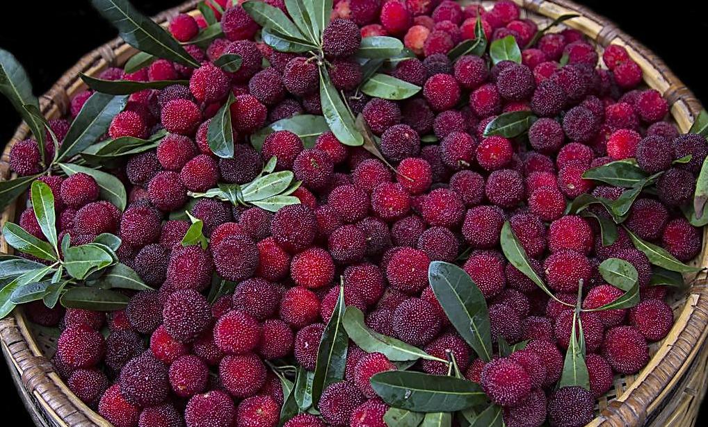 兰溪杨梅正式开摘！最强采摘攻略出炉，五十里杨梅长廊够吃吗？杨梅自由就是现在！