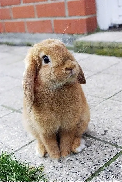 家兔冬养冬繁技术,养兔怎样挑种兔