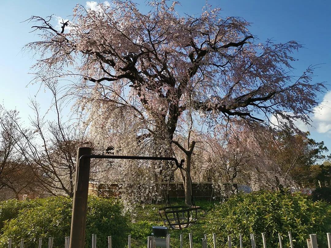 「慢达世界」第216期:短暂停留的京都生活,柊家的待客之道