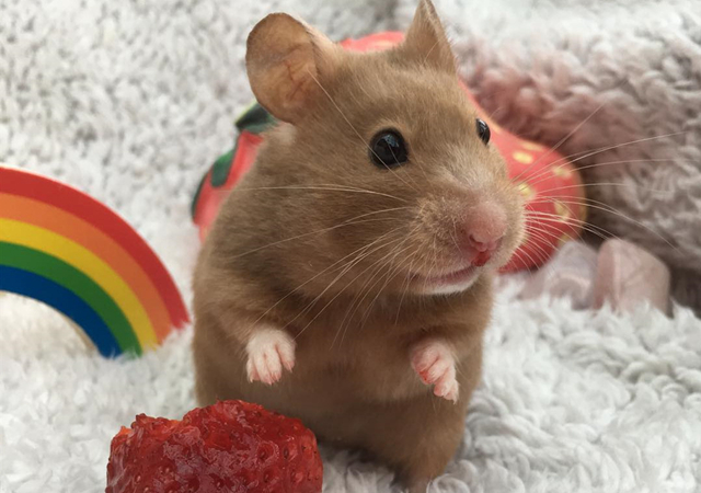 仓鼠逃跑被抓满脸沮丧,只因主人用了抓老鼠的方法,让它很没面子