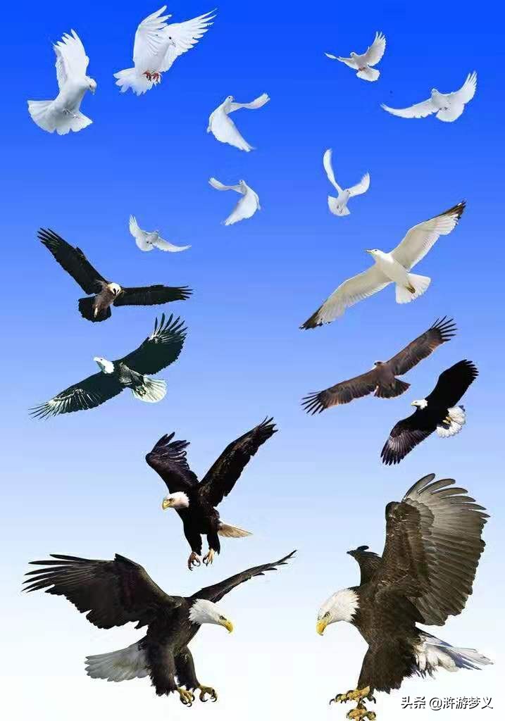 那些说不出名字的鸟,常见的纯黑色羽毛的鸟有哪些