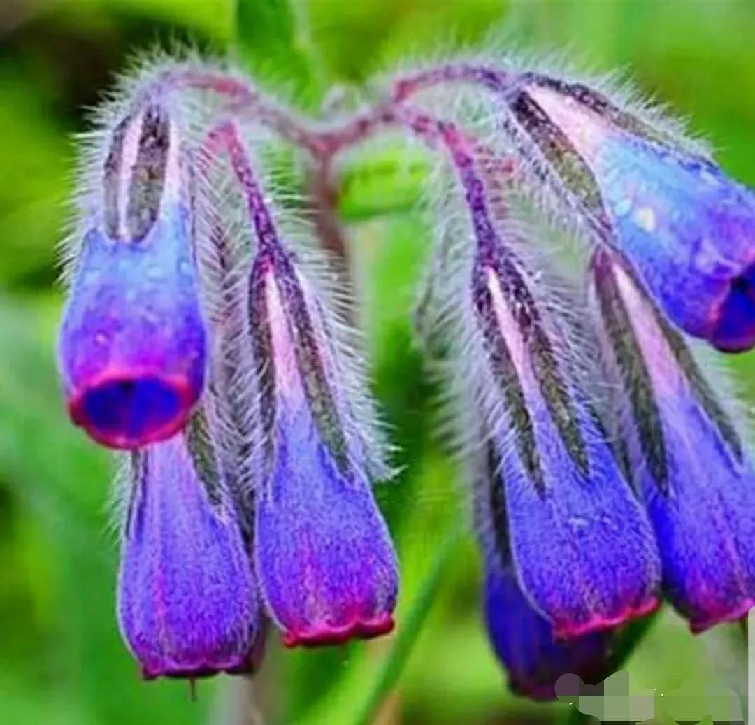 神秘变色花：一下雨就隐形又透明，芳踪难觅！和你捉迷藏的美人花