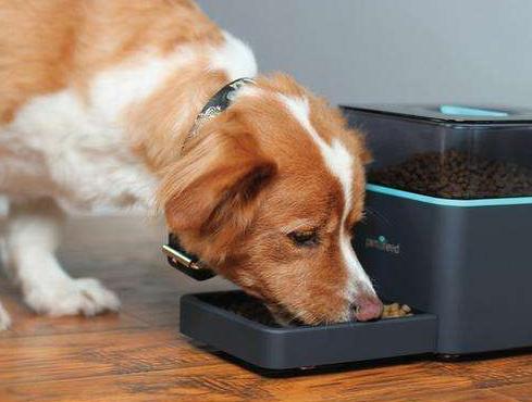 狗狗不爱洗澡怎么解决,狗狗死活不愿意起床