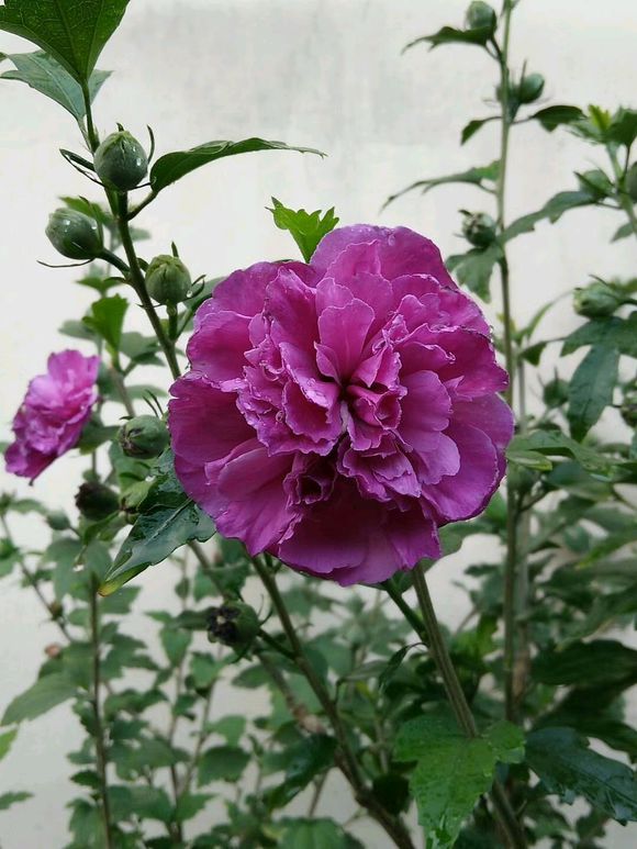 小木槿牙签苗怎么养才会枝繁叶茂,木槿叶子发黑掉落怎么办