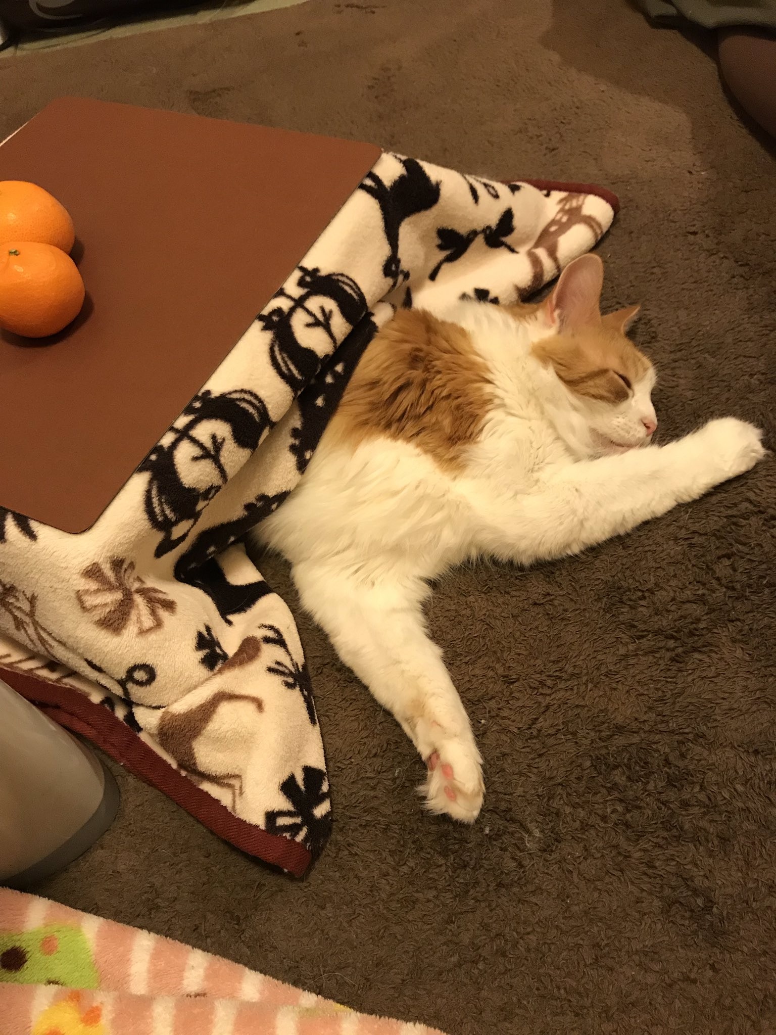 日本网店出奇招拉生意,橘子箱可变成猫用被炉,引得猫奴买箱还橘