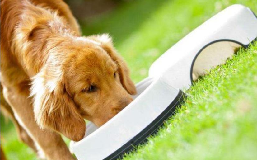 金毛吃狗粮好还是骨头好,金毛小狗一定要吃狗粮吗