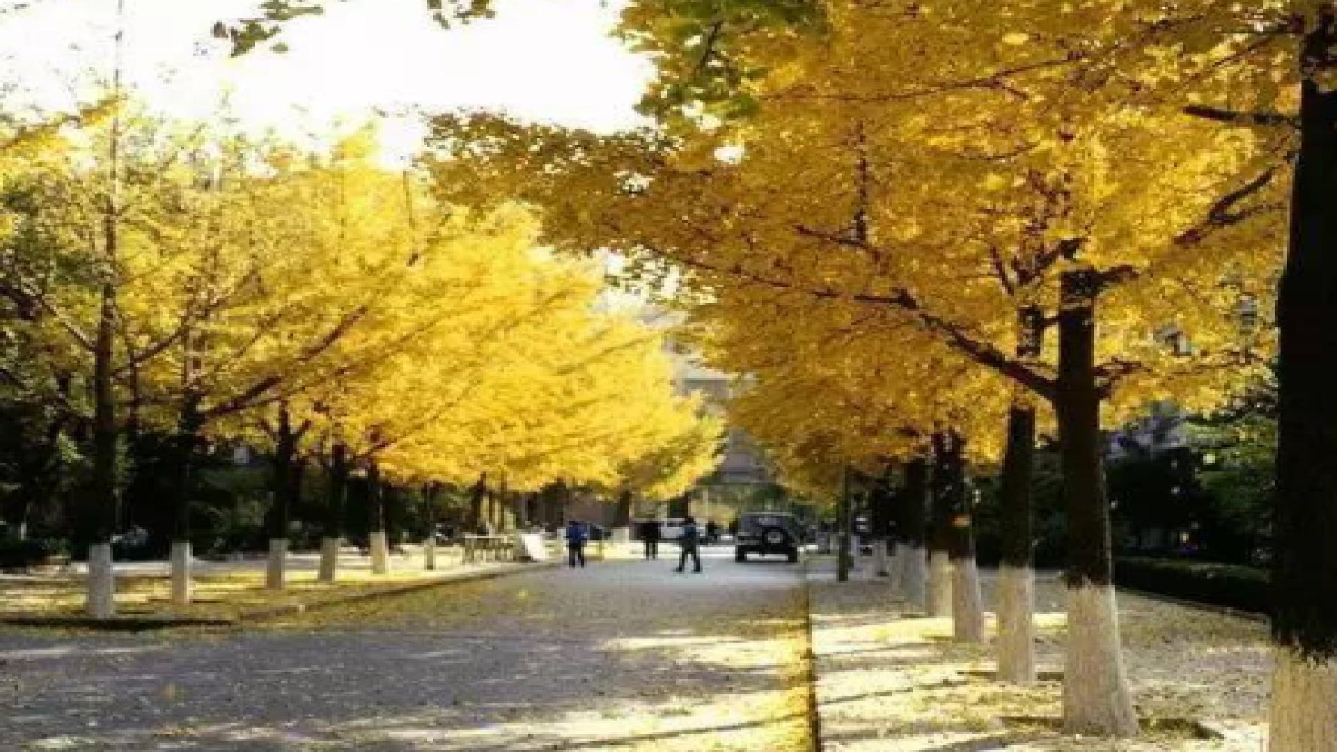 北京化工大学的双一流专业有哪些,北京化工大学的王牌专业