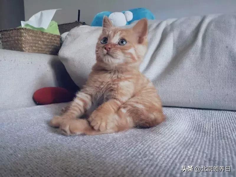 喵星人第二季,喵星人第2季免费观看