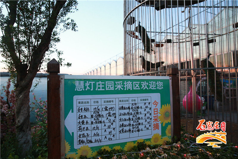 国家级非遗自贡花灯将亮相古城,石家庄栾城慧灯庄园门票多少钱