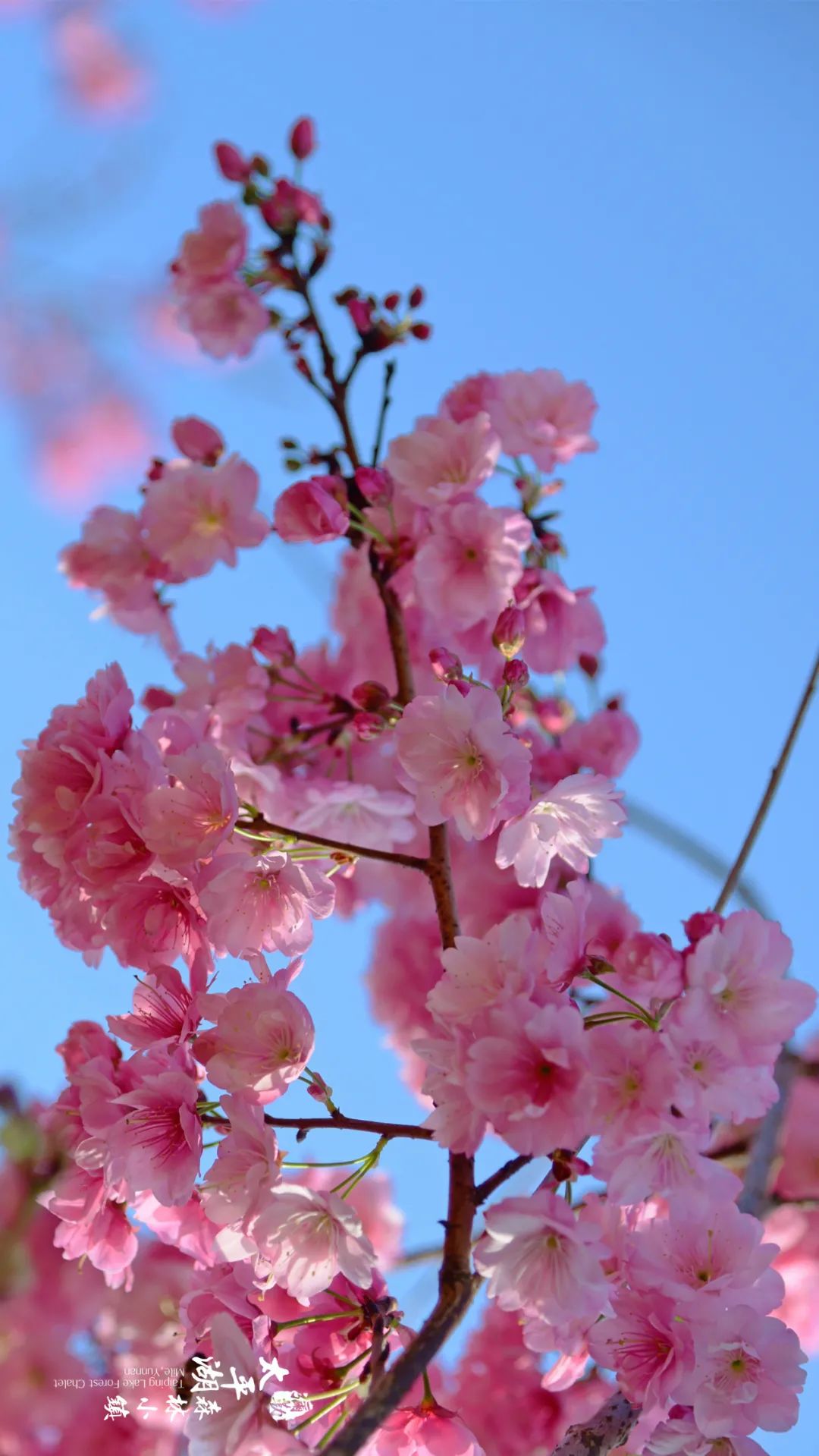 三月弥勒什么地方可以赏花,弥勒3月赏花攻略