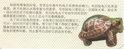 陆龟刚孵化怎么喂养,陆龟小苗怎么养