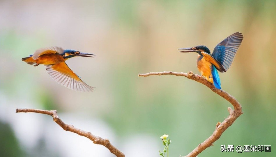 新手入门预算万元选单反还是微单,专业摄影相机单反好还是微单好