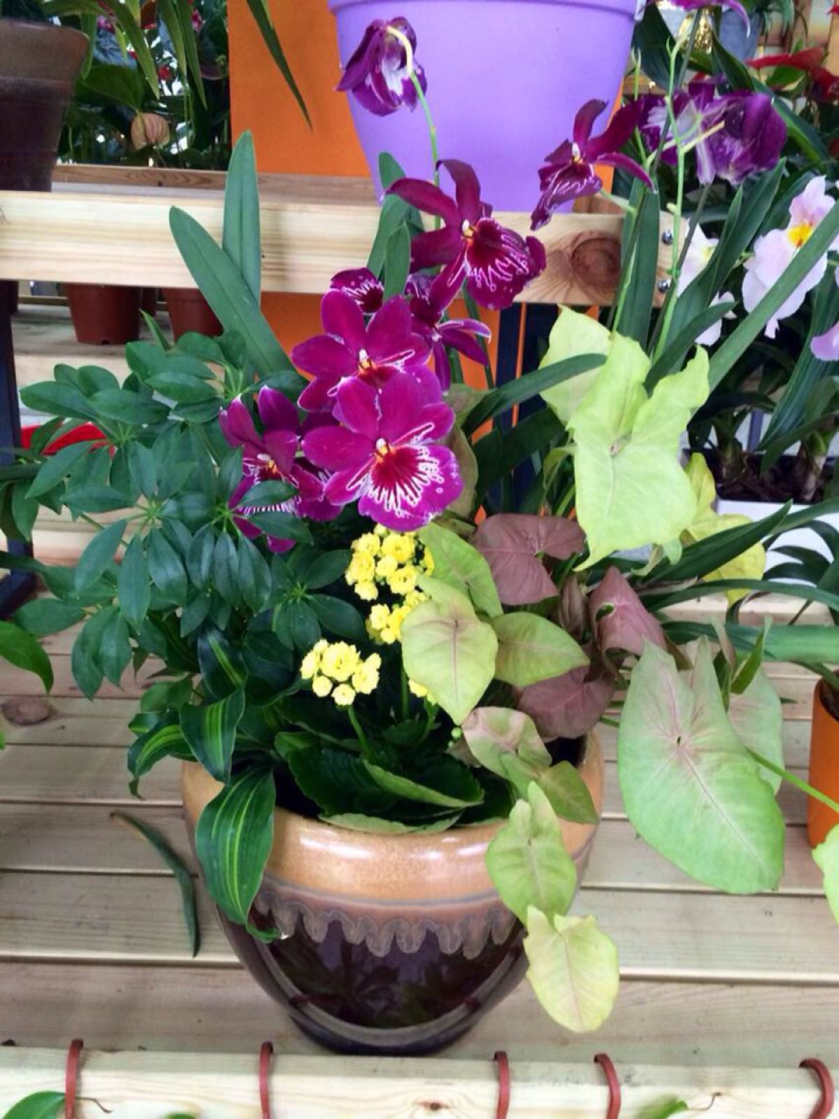 蝴蝶兰的养护方法视频教程,蝴蝶兰的养护方法新手入门