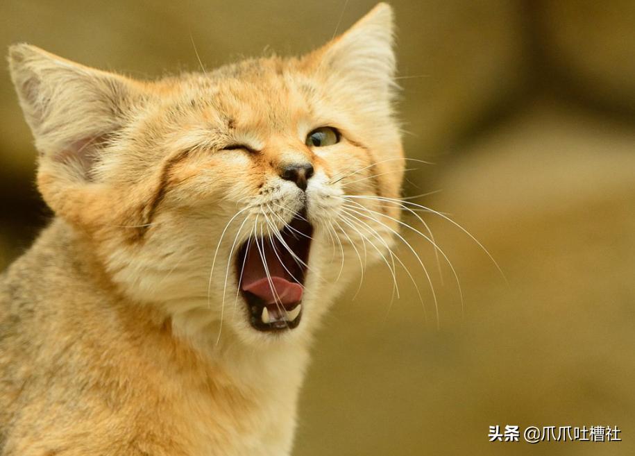 猫咪得了糖尿病,怎么办?给它喝点“糖盐水”