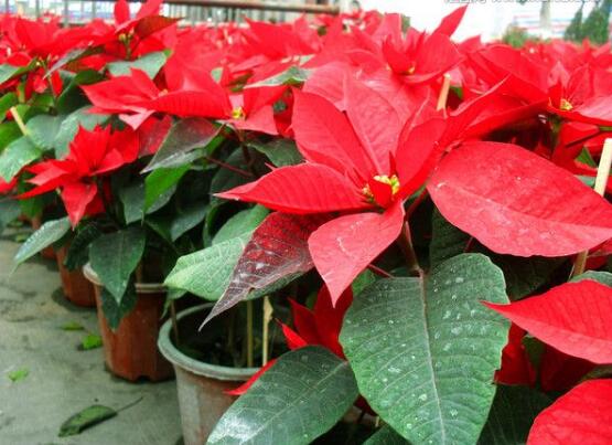 一品红叶子变黄还落叶怎么办,一品红叶发黄什么原因