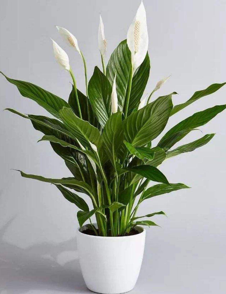 白掌叶子灰蒙蒙的不亮要怎么解决,白掌叶子发黑怎样养白掌才能旺盛