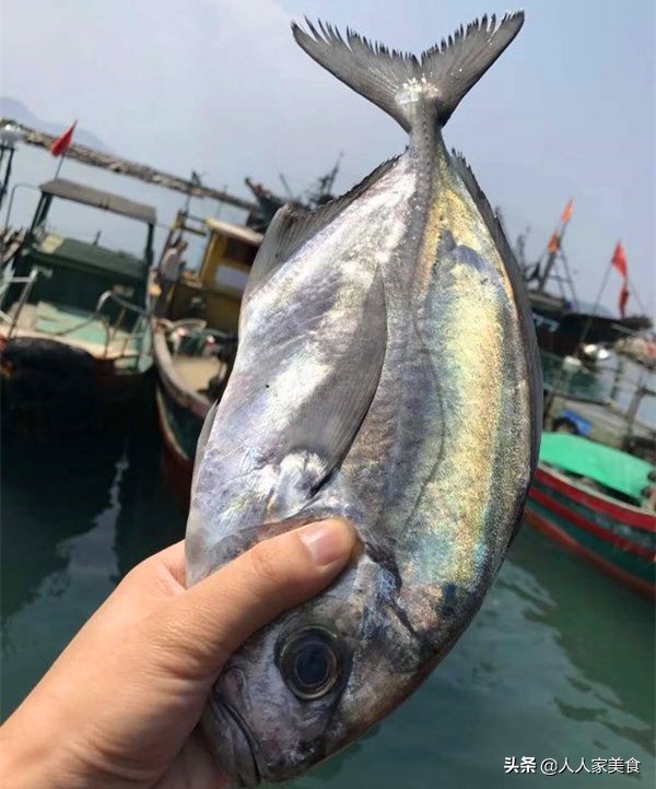 金鲳鱼的养殖技术要求是什么,选择养殖金鲳鱼的原因有哪些