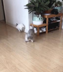 原来猫咪也会这样走路,原来猫咪平时都是踮着脚走路的