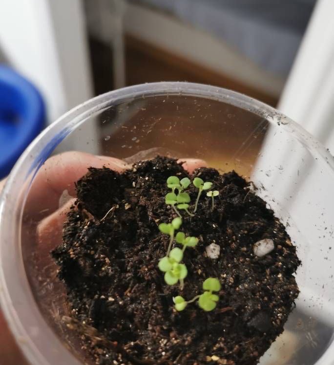 用薄荷种子怎么养出薄荷,薄荷种子一般催芽几天出芽