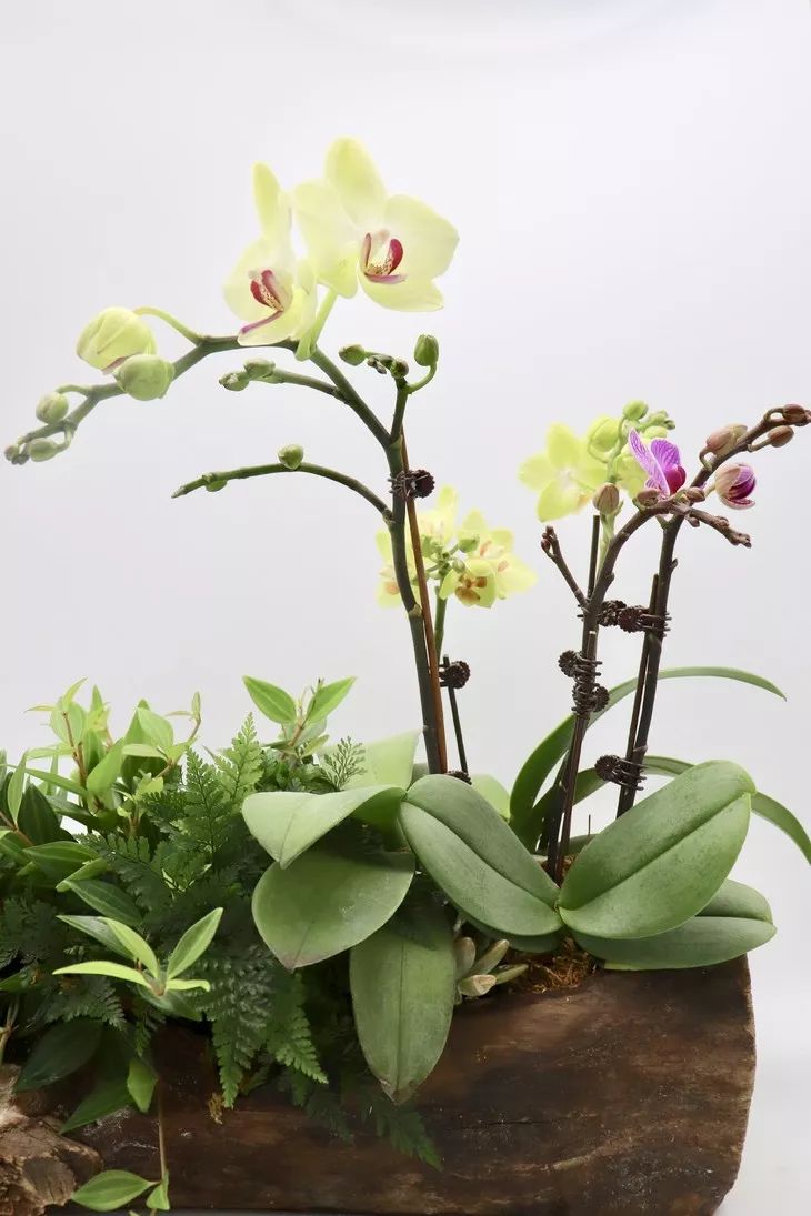 兰花的种植方法如何使其多开花,兰花开花季节可以种兰花吗