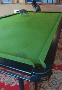 搞笑gif这才是真正的口若悬河,搞笑gif趣图这大概就是爱情吧