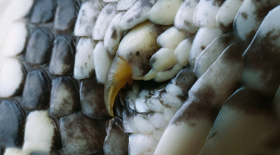 蟒蛇攻击人能打死吗,被蟒蛇攻击怎么办