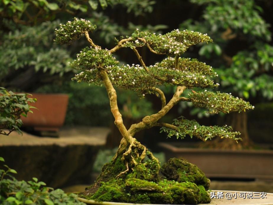 它的名字叫做六月雪,看似有着天大的冤屈,事实是你想多了